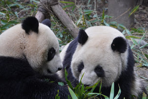 1-Day Dujiangyan Panda Valley and Mount Qingcheng