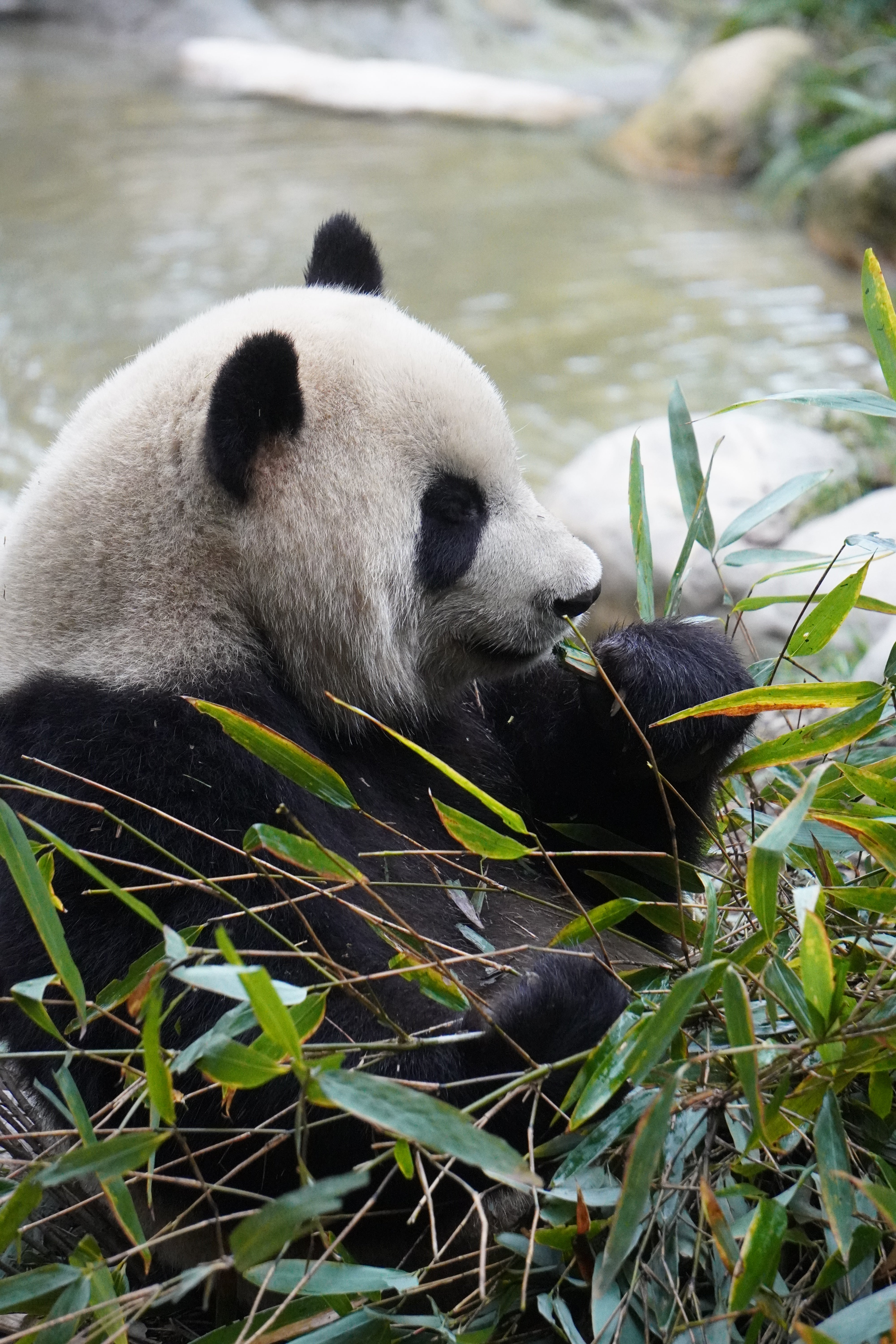 1-Day Dujiangyan Panda Valley and Mount Qingcheng