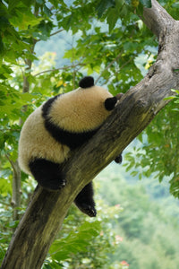 1-Day Tour for Panda Volunteer in Dujiangyan/Ya'an/Wolong