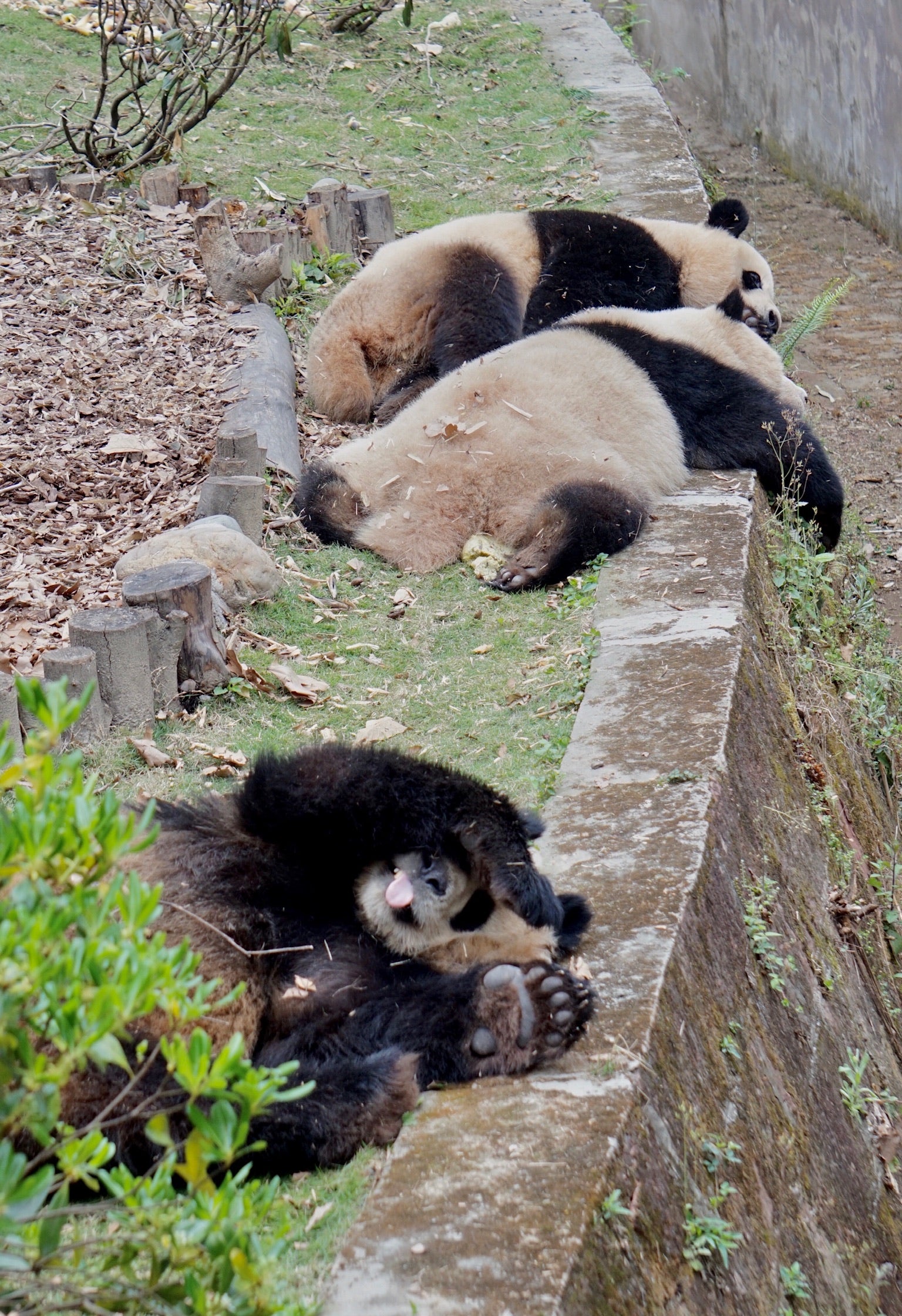 1-Day Dujiangyan Panda Valley and Mount Qingcheng