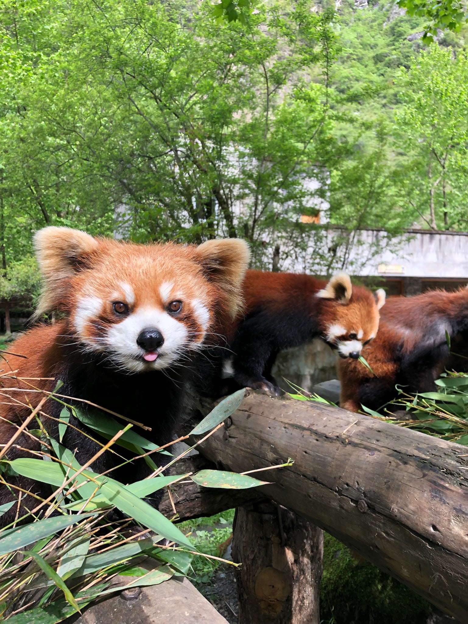 1-Day Dujiangyan Panda Valley and Mount Qingcheng