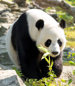 Virtual Tour: Travel with Alvin to Visit PANDAS