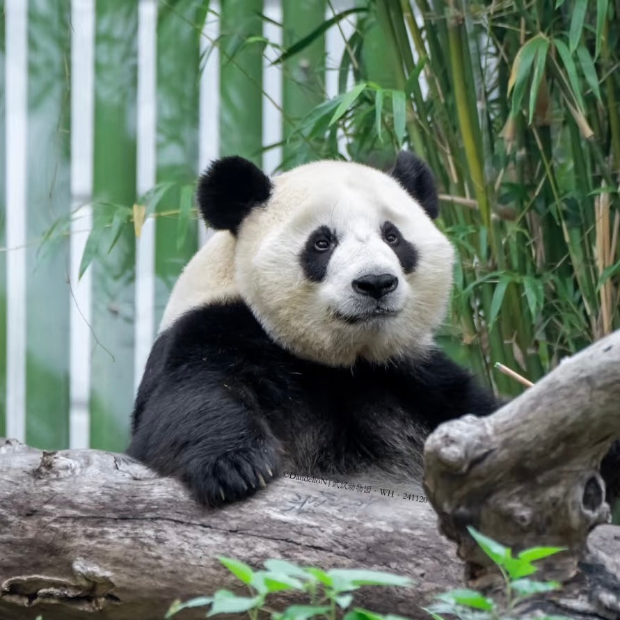 Virtual Tour: Travel with Alvin to Visit PANDAS