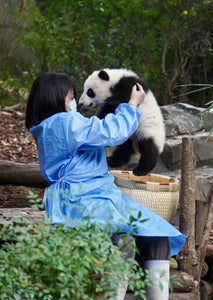 1-Day Tour to Chengdu Panda Base, People's Park and Kuanzhai Alley