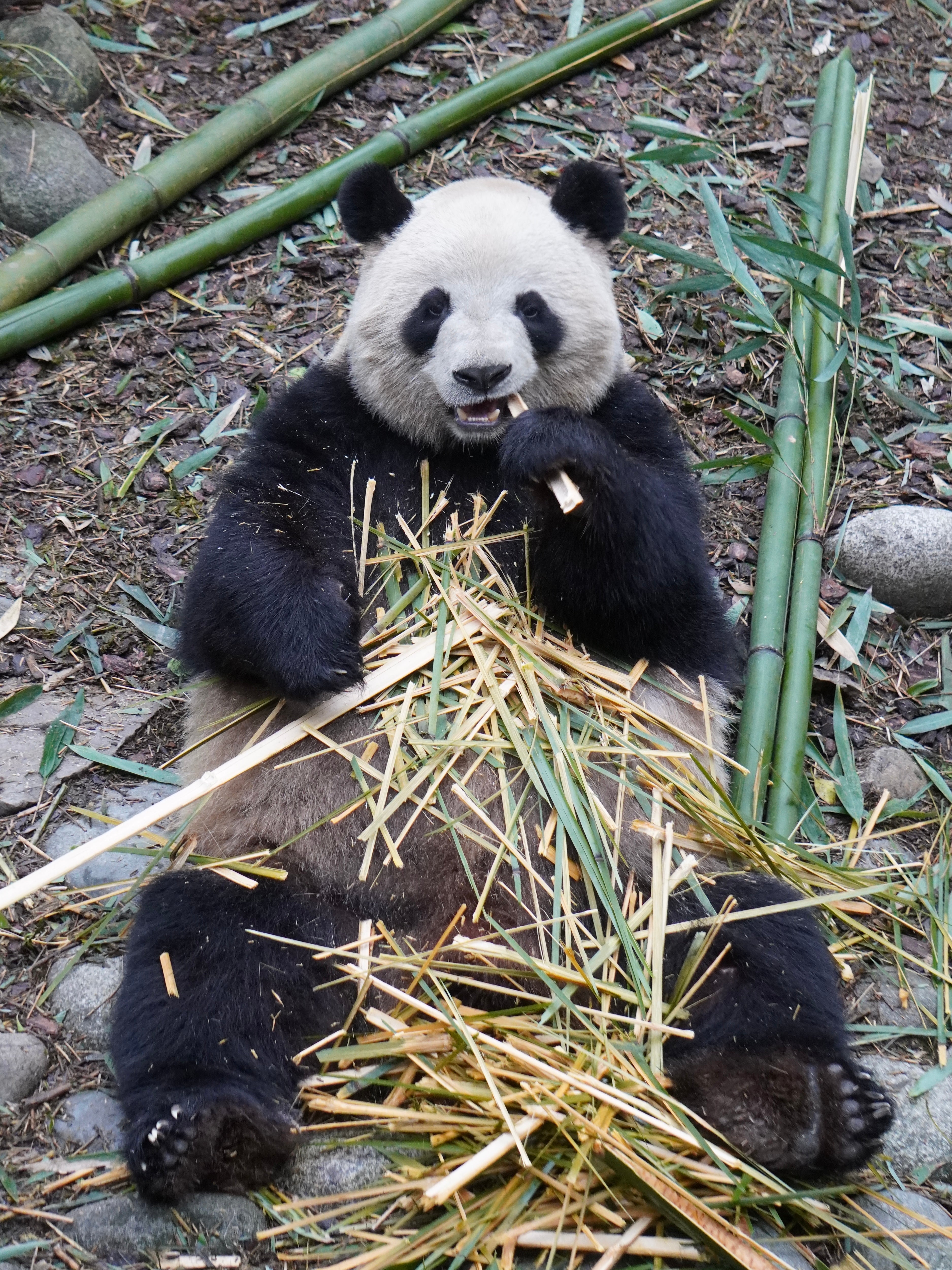 1-Day Dujiangyan Panda Valley and Mount Qingcheng