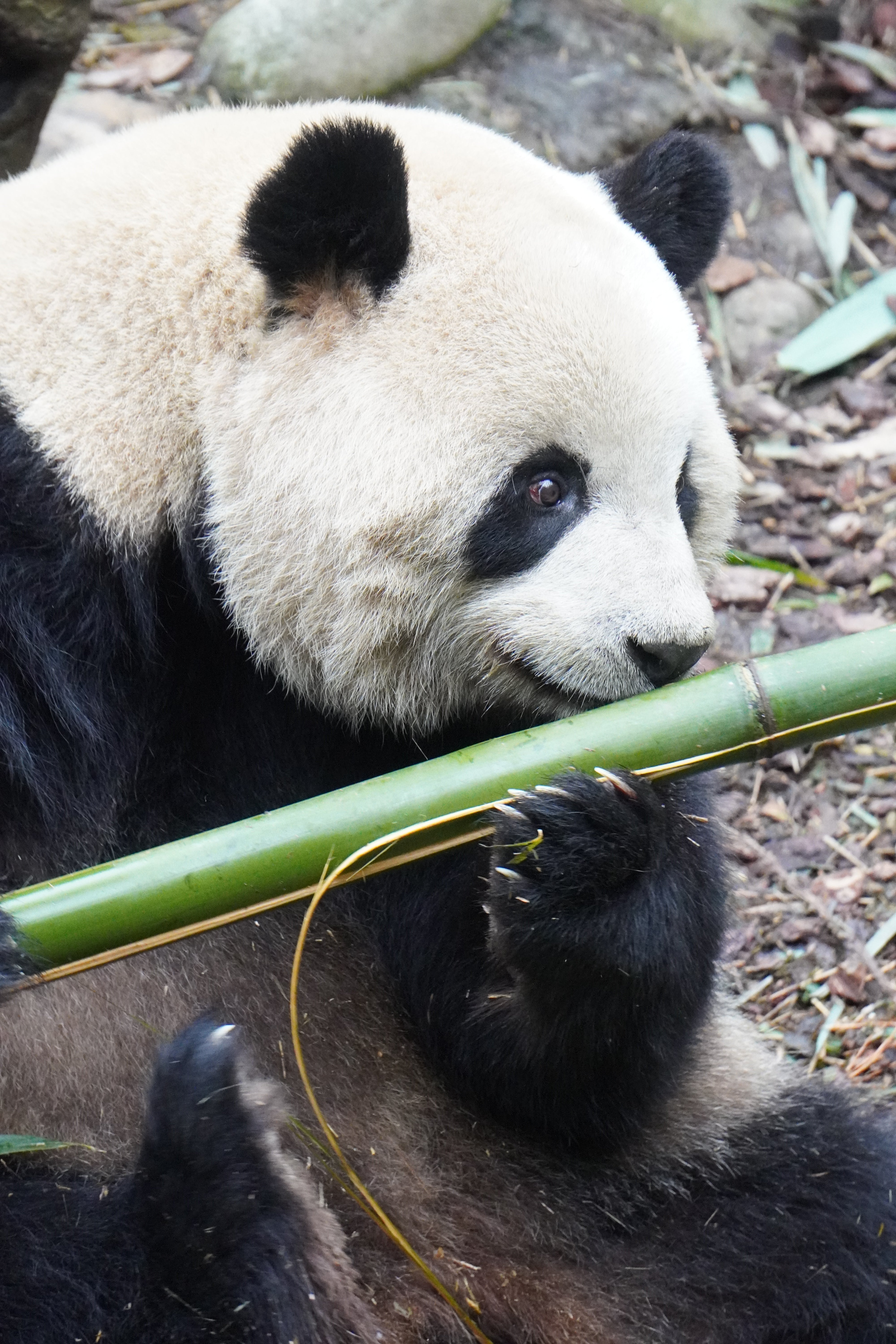 1-Day Dujiangyan Panda Valley and Mount Qingcheng