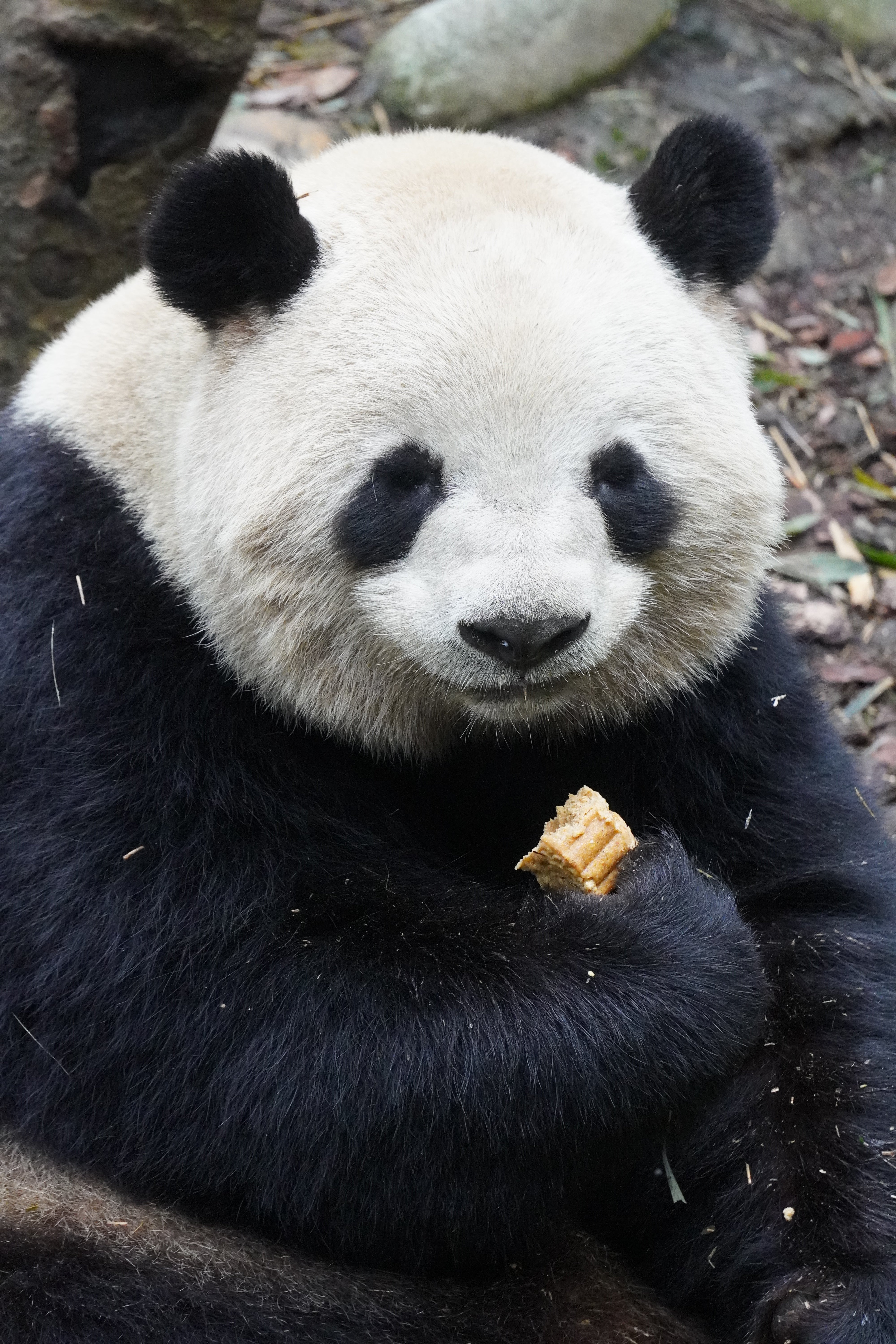 1-Day Dujiangyan Panda Valley and Mount Qingcheng