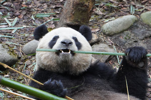 1-Day Dujiangyan Panda Valley and Mount Qingcheng