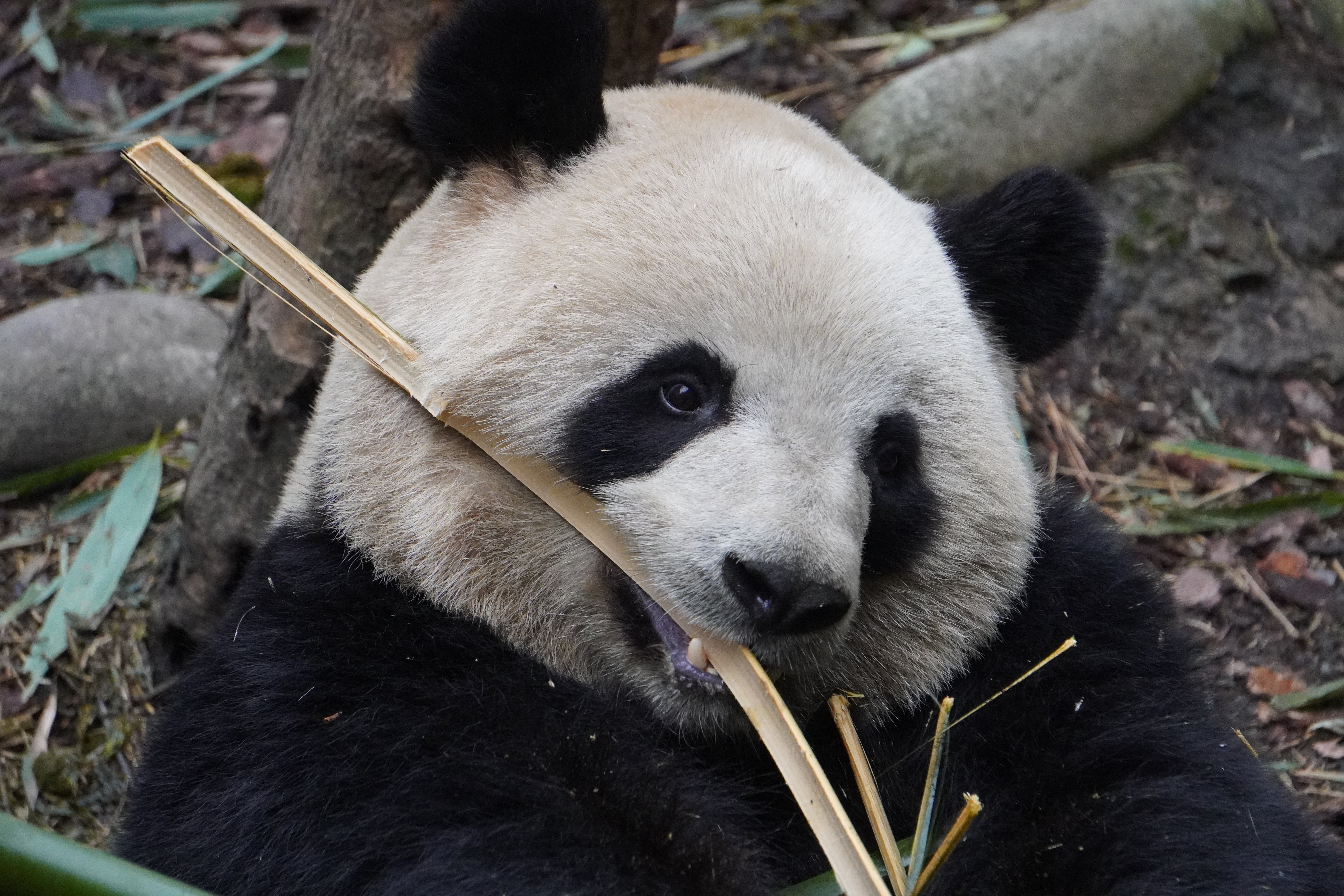 1-Day Dujiangyan Panda Valley and Mount Qingcheng