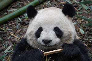 1-Day Dujiangyan Panda Valley and Mount Qingcheng