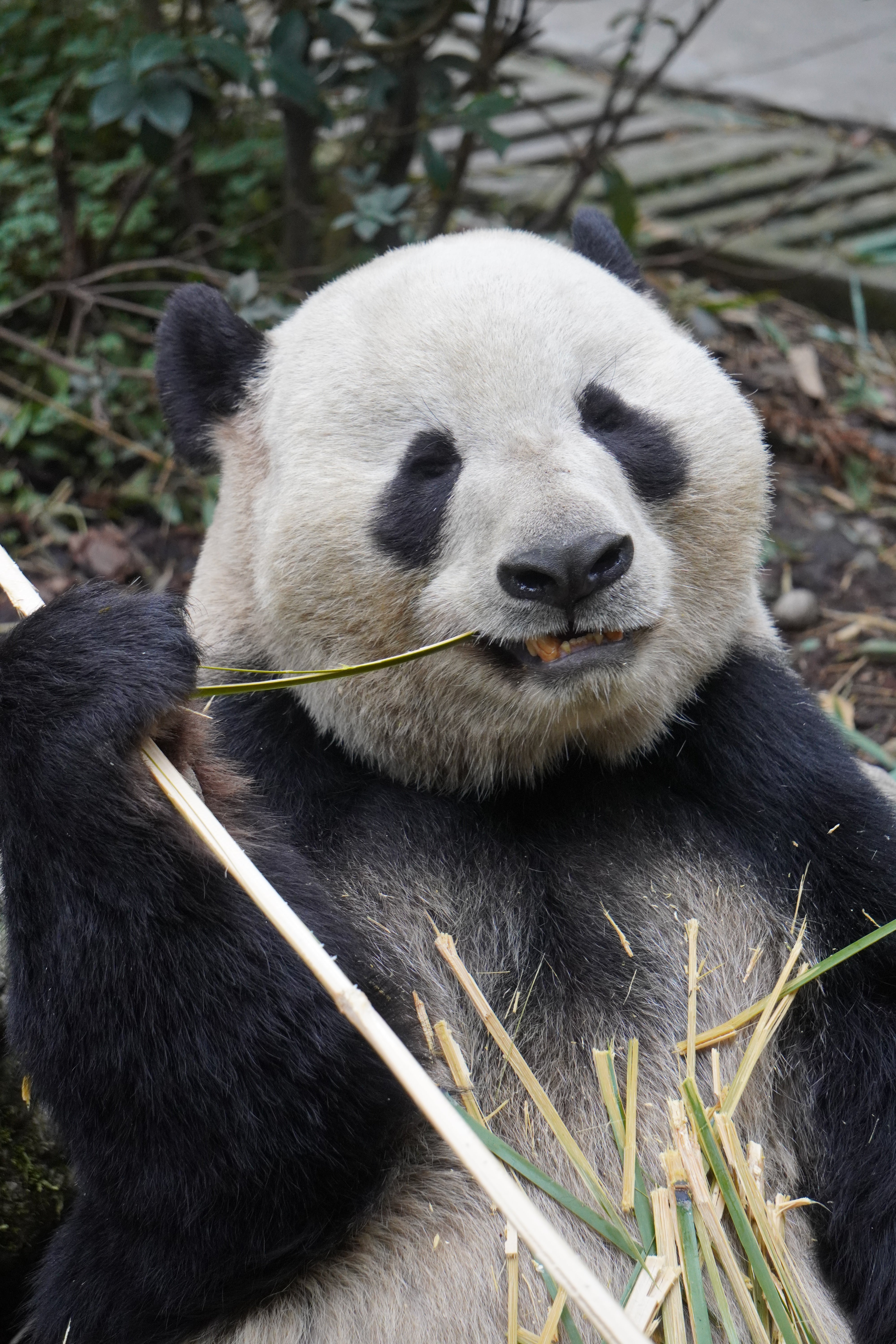 1-Day Dujiangyan Panda Valley and Mount Qingcheng