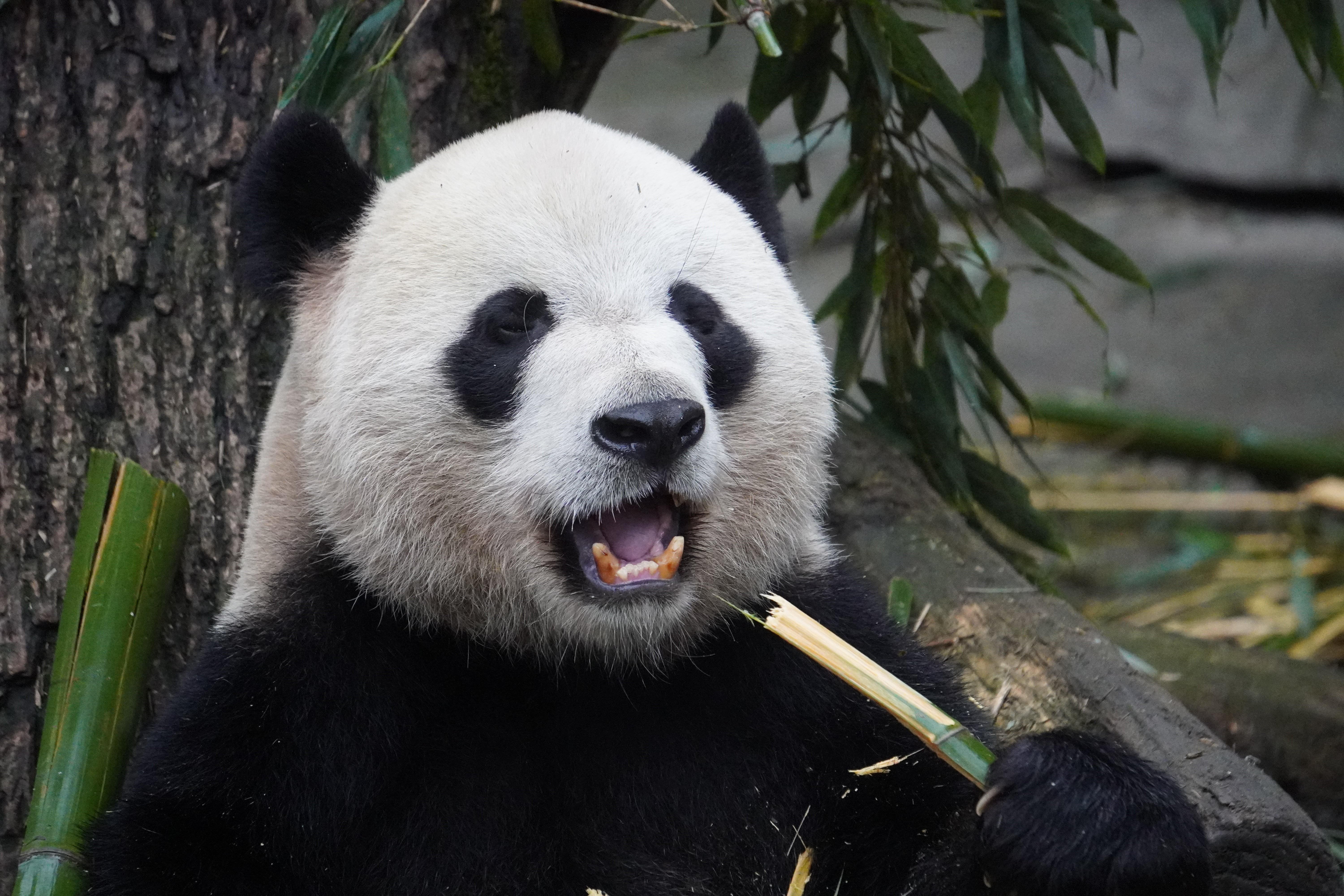 1-Day Dujiangyan Panda Valley and Mount Qingcheng