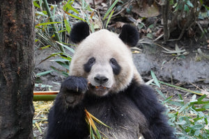 1-Day Dujiangyan Panda Valley and Mount Qingcheng