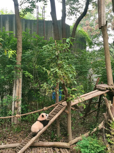 1-Day Tour to Chengdu Panda Base, People's Park and Kuanzhai Alley